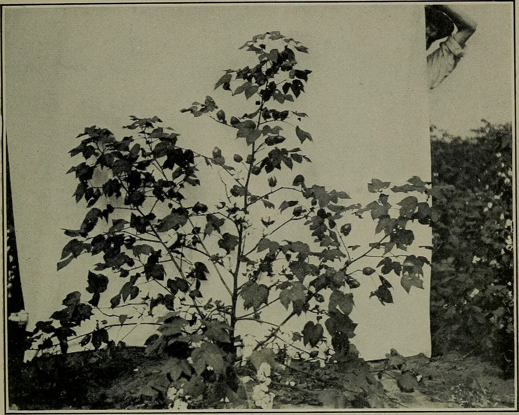 An illustration from Textiles, 1916, leaf 66