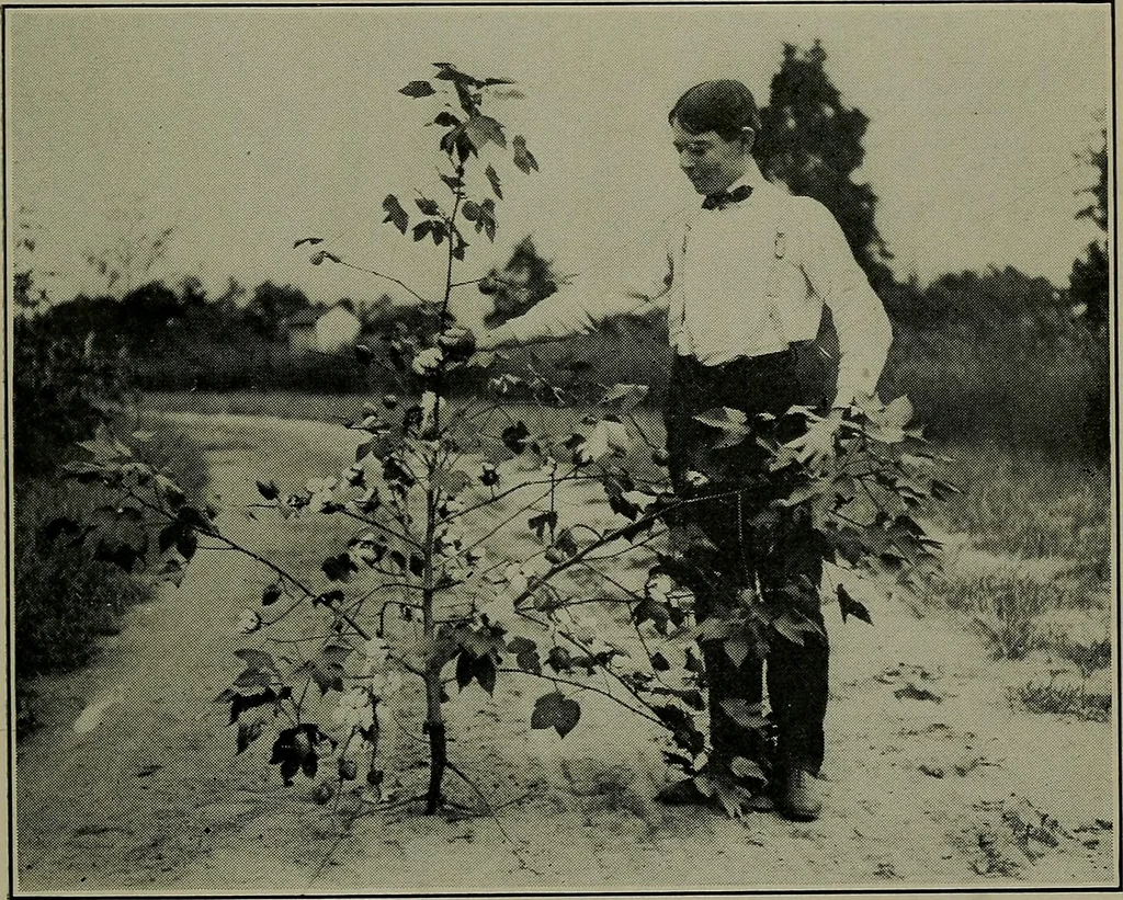 An illustration from Textiles, 1916, leaf 66