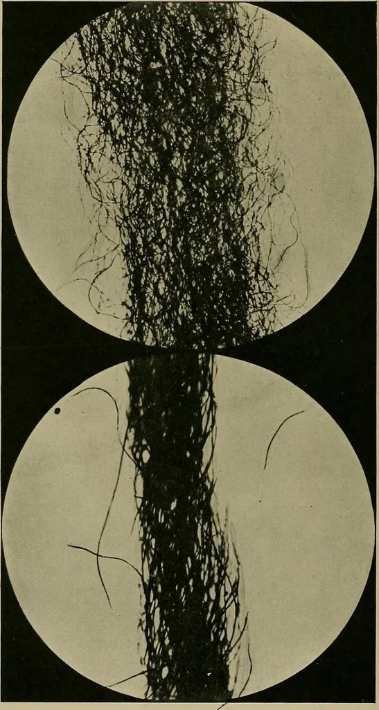 An illustration from Textiles, 1910, leaf 125