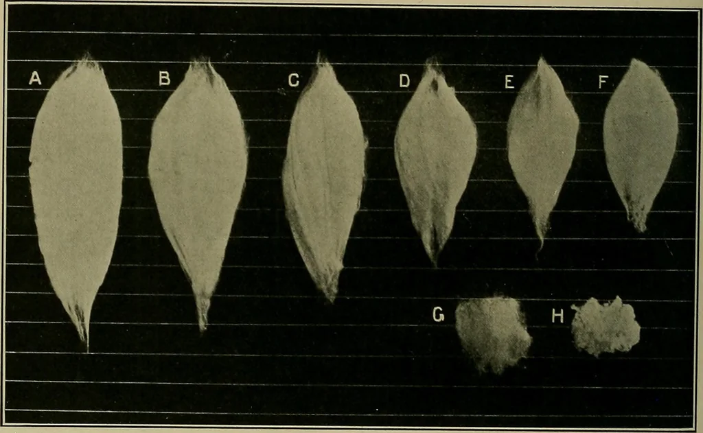 An illustration from Textiles, 1910, leaf 143