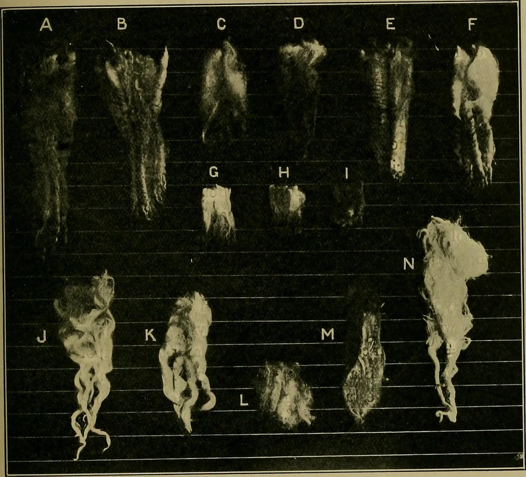 An illustration from Textiles, 1910, leaf 42