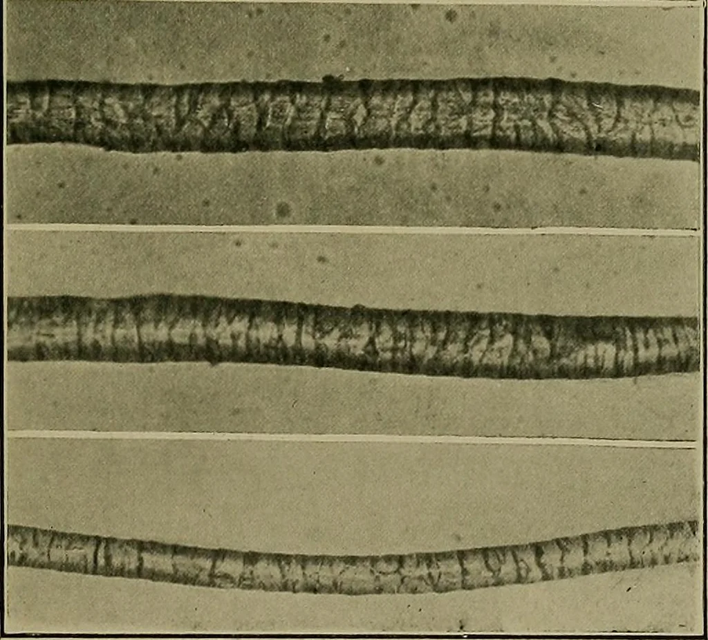 An illustration from Textiles, 1910, leaf 68