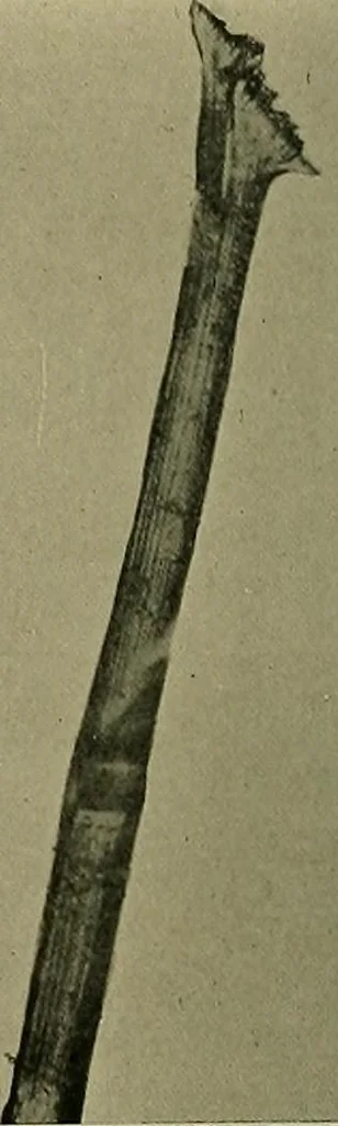 An illustration from Textiles, 1910, leaf 71