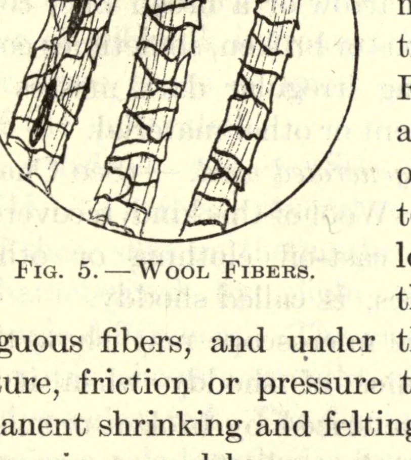 An illustration from Textiles and clothing, 1919, leaf 25