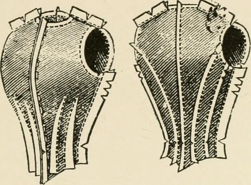 An illustration from Textiles and clothing, by Kate Heintz Watson.., 1907, leaf 212