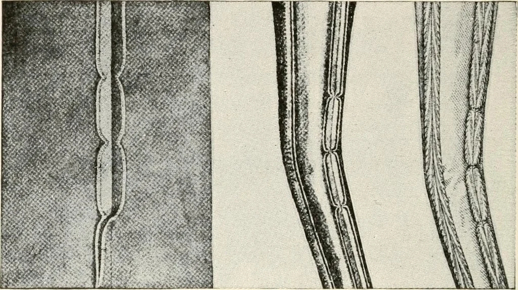 An illustration from Textiles and clothing, by Kate Heintz Watson.., 1907, leaf 219