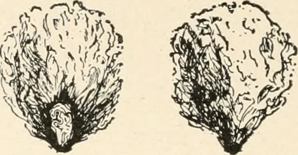 An illustration from Textiles and clothing, by Kate Heintz Watson.., 1907, leaf 45