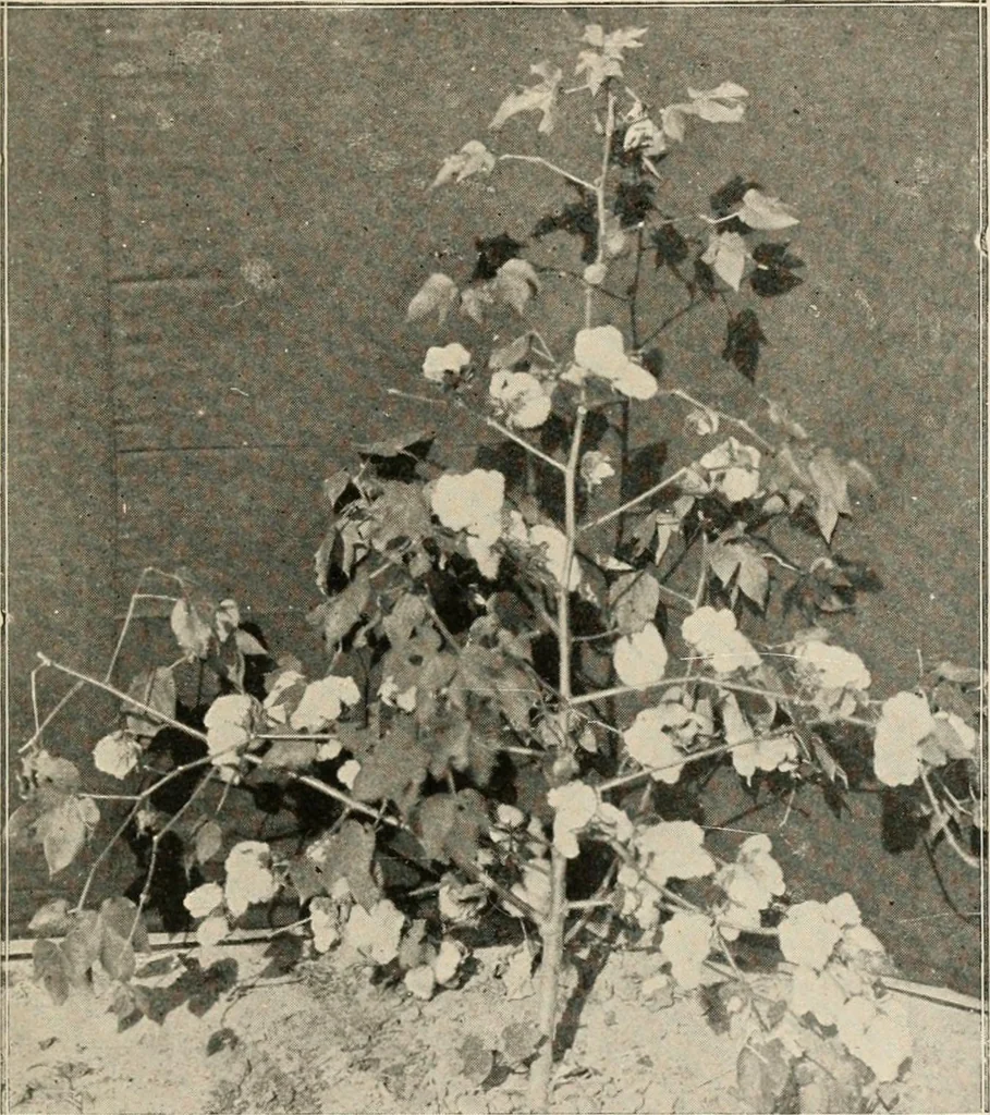 An illustration from Textiles and clothing, by Kate Heintz Watson.., 1907, leaf 46