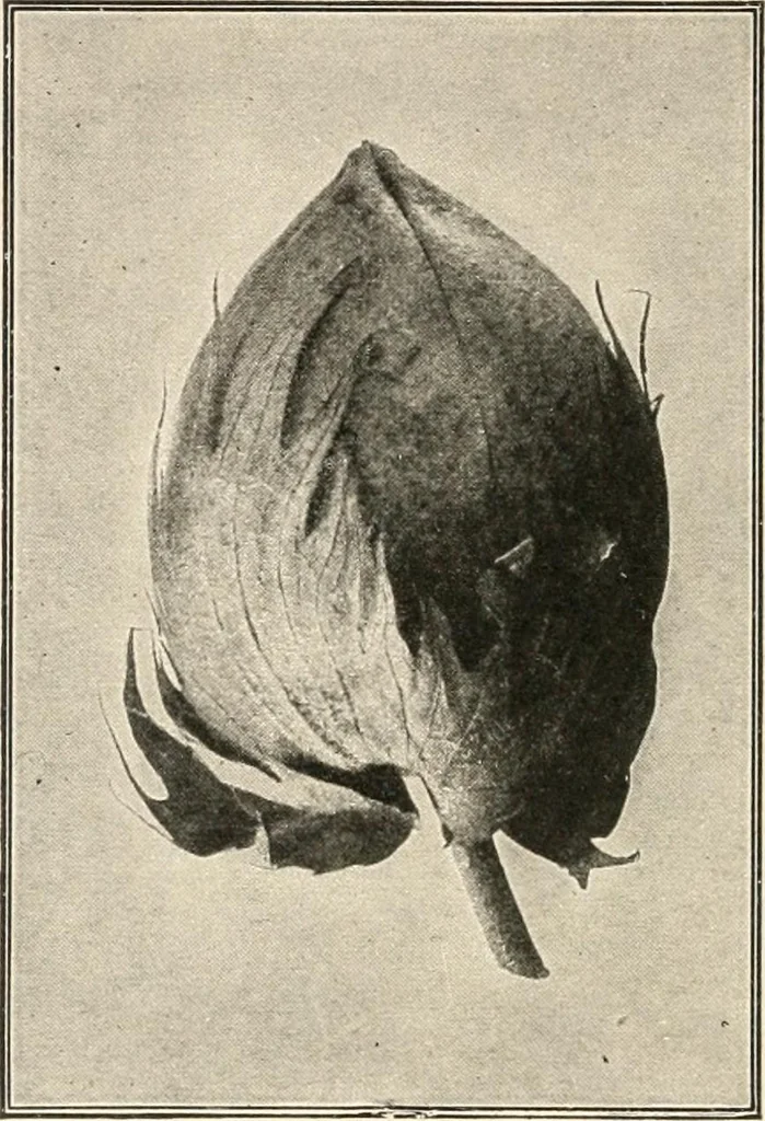 An illustration from Textiles and clothing, by Kate Heintz Watson.., 1907, leaf 47