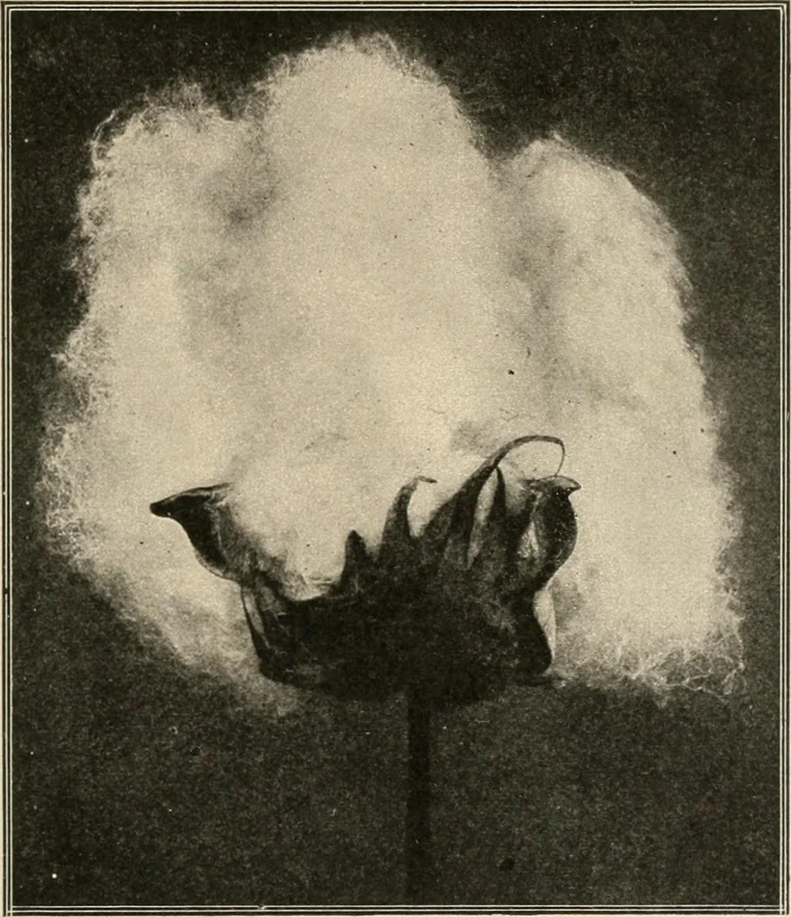 An illustration from Textiles and clothing, by Kate Heintz Watson.., 1907, leaf 48