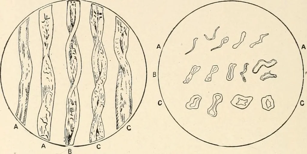 An illustration from Textiles and clothing, by Kate Heintz Watson.., 1907, leaf 49