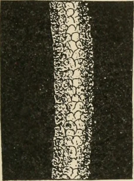 An illustration from Textiles and clothing, by Kate Heintz Watson.., 1907, leaf 52