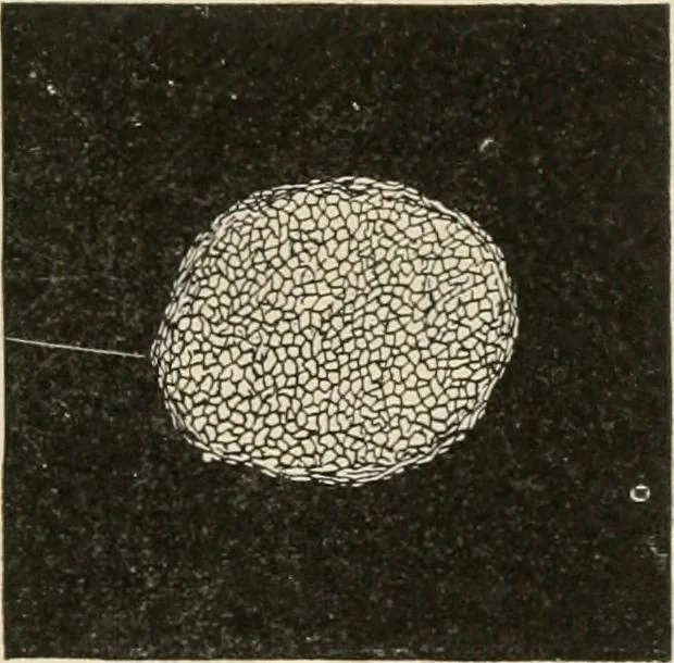 An illustration from Textiles and clothing, by Kate Heintz Watson.., 1907, leaf 52