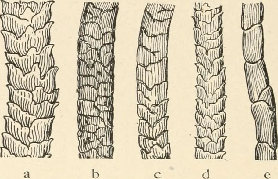 An illustration from Textiles and clothing, by Kate Heintz Watson.., 1907, leaf 55