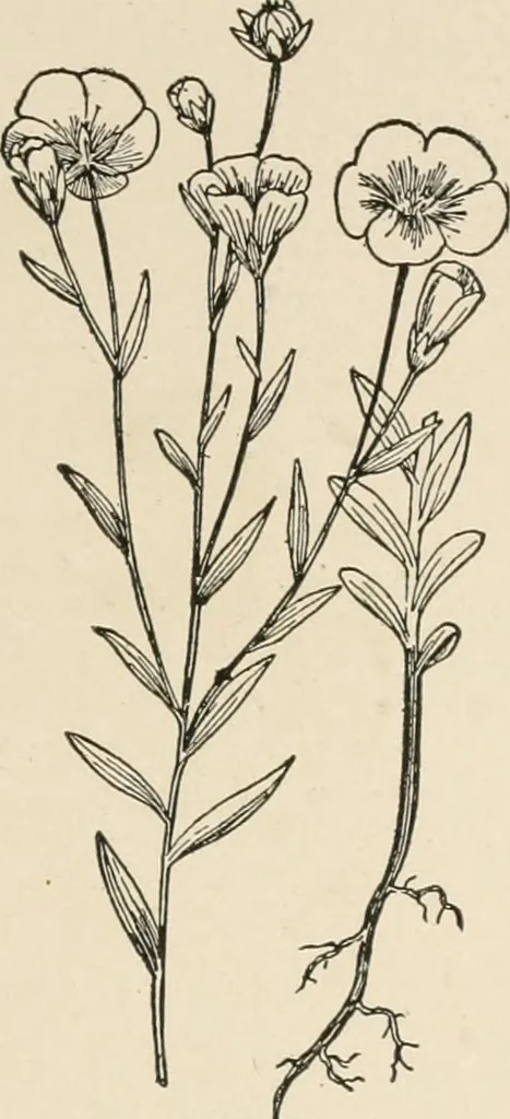 An illustration from Textiles and clothing, by Kate Heintz Watson.., 1907, leaf 58
