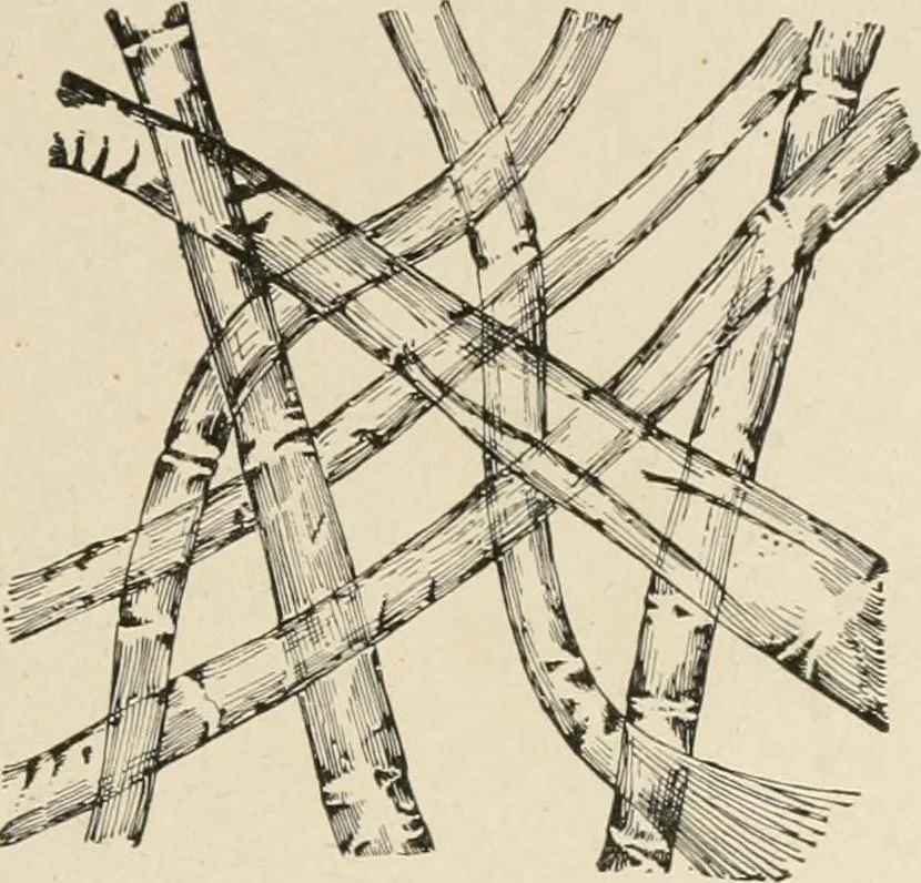 An illustration from Textiles and clothing, by Kate Heintz Watson.., 1907, leaf 62