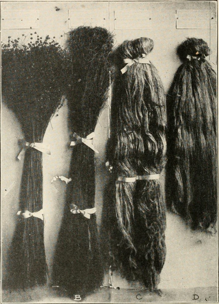 An illustration from Textiles and clothing, by Kate Heintz Watson.., 1907, leaf 63