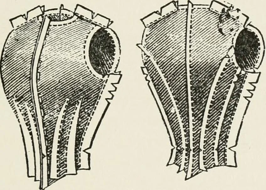 An illustration from Textiles and clothing, by Kate Heintz Watson, 1914, leaf 210