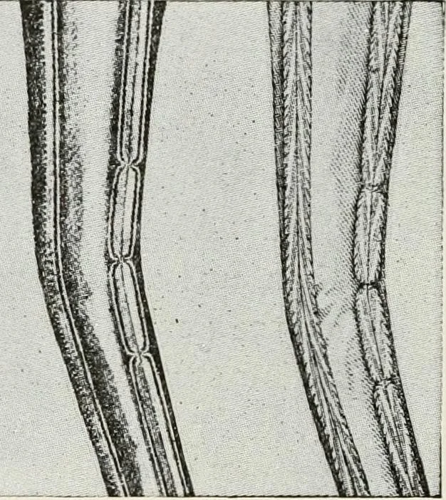 An illustration from Textiles and clothing, by Kate Heintz Watson, 1914, leaf 217