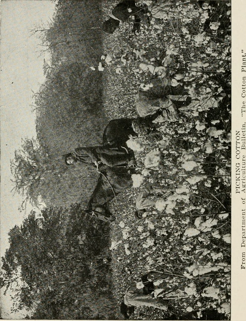 An illustration from Textiles and clothing, by Kate Heintz Watson, 1914, leaf 43