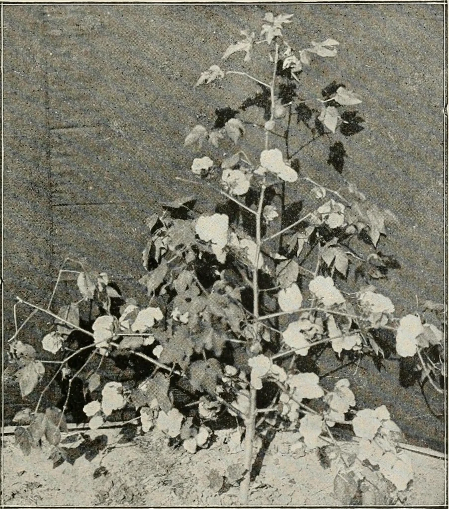 An illustration from Textiles and clothing, by Kate Heintz Watson, 1914, leaf 46