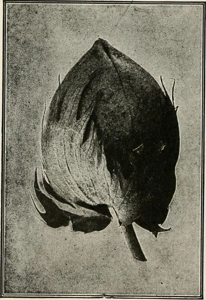 An illustration from Textiles and clothing, by Kate Heintz Watson, 1914, leaf 47