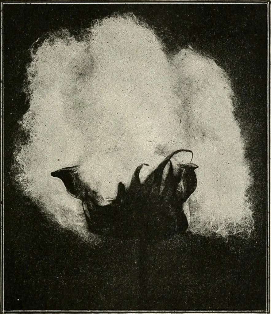 An illustration from Textiles and clothing, by Kate Heintz Watson, 1914, leaf 48