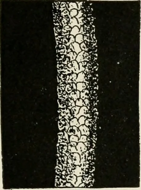 An illustration from Textiles and clothing, by Kate Heintz Watson, 1914, leaf 52
