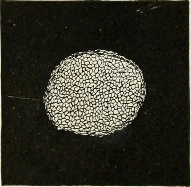 An illustration from Textiles and clothing, by Kate Heintz Watson, 1914, leaf 52