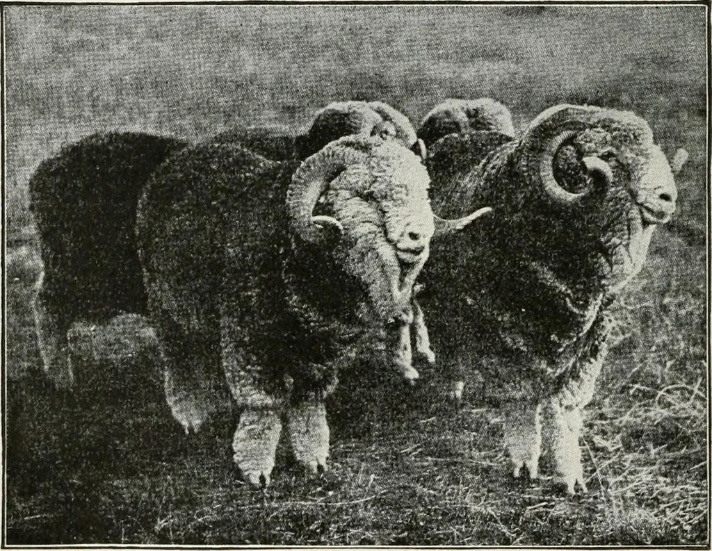 An illustration from Textiles and clothing, by Kate Heintz Watson, 1914, leaf 53