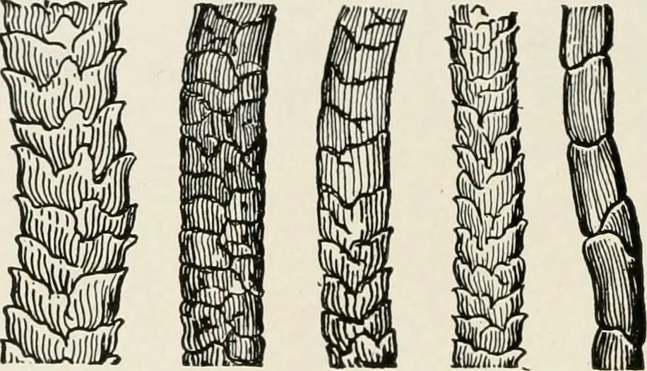 An illustration from Textiles and clothing, by Kate Heintz Watson, 1914, leaf 55