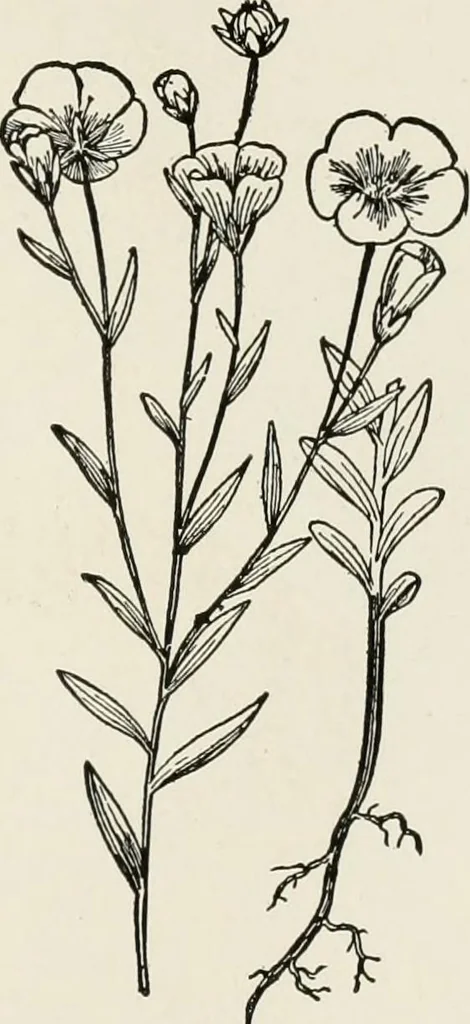 An illustration from Textiles and clothing, by Kate Heintz Watson, 1914, leaf 58