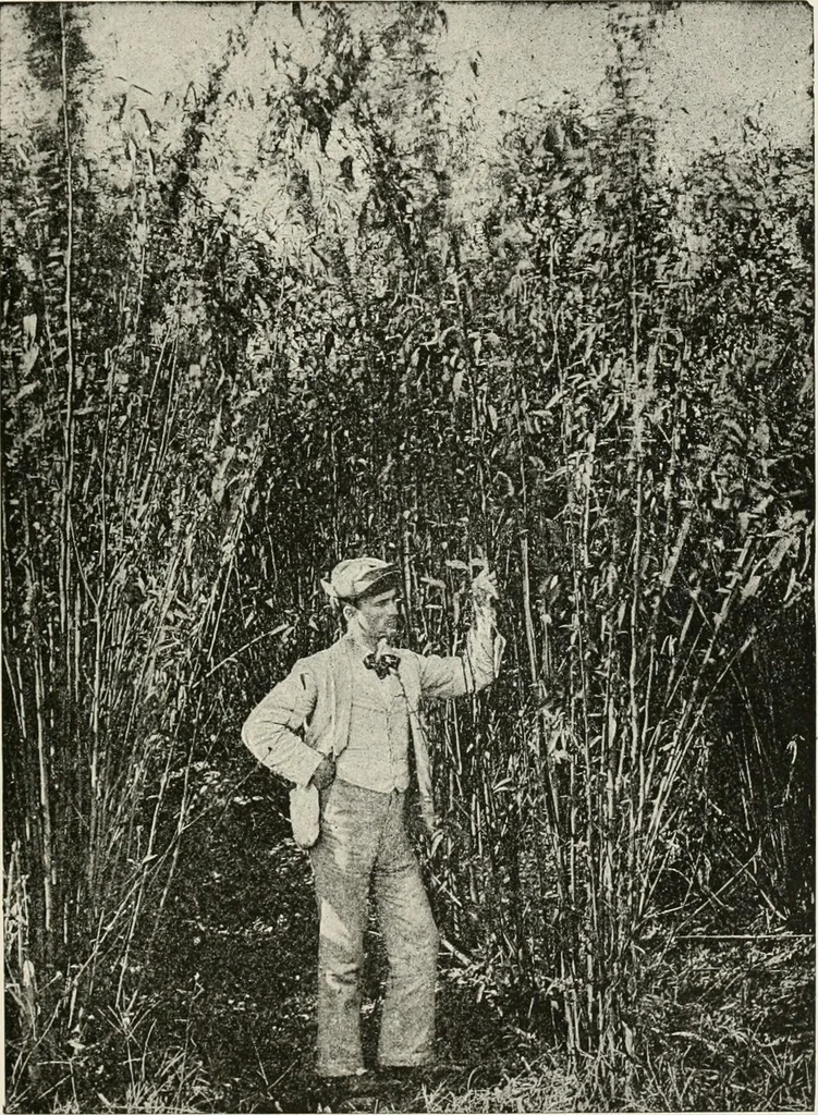 An illustration from Textiles and clothing, by Kate Heintz Watson, 1914, leaf 66