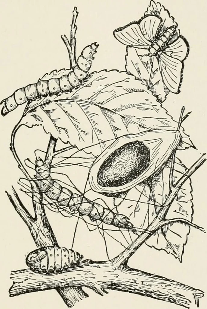 An illustration from Textiles and clothing, by Kate Heintz Watson, 1914, leaf 70