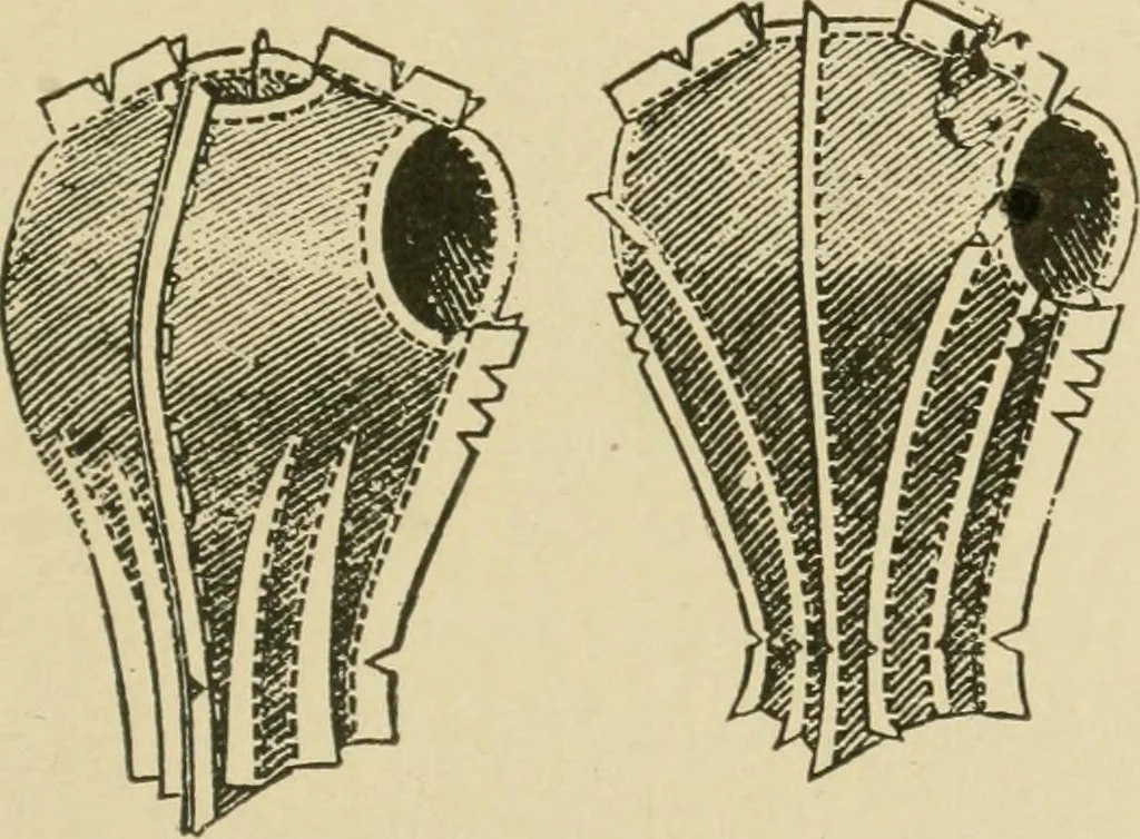An illustration from Textiles and clothing, 1910, leaf 200