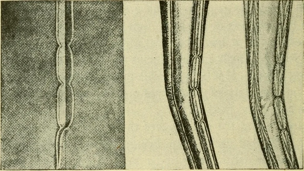 An illustration from Textiles and clothing, 1910, leaf 207
