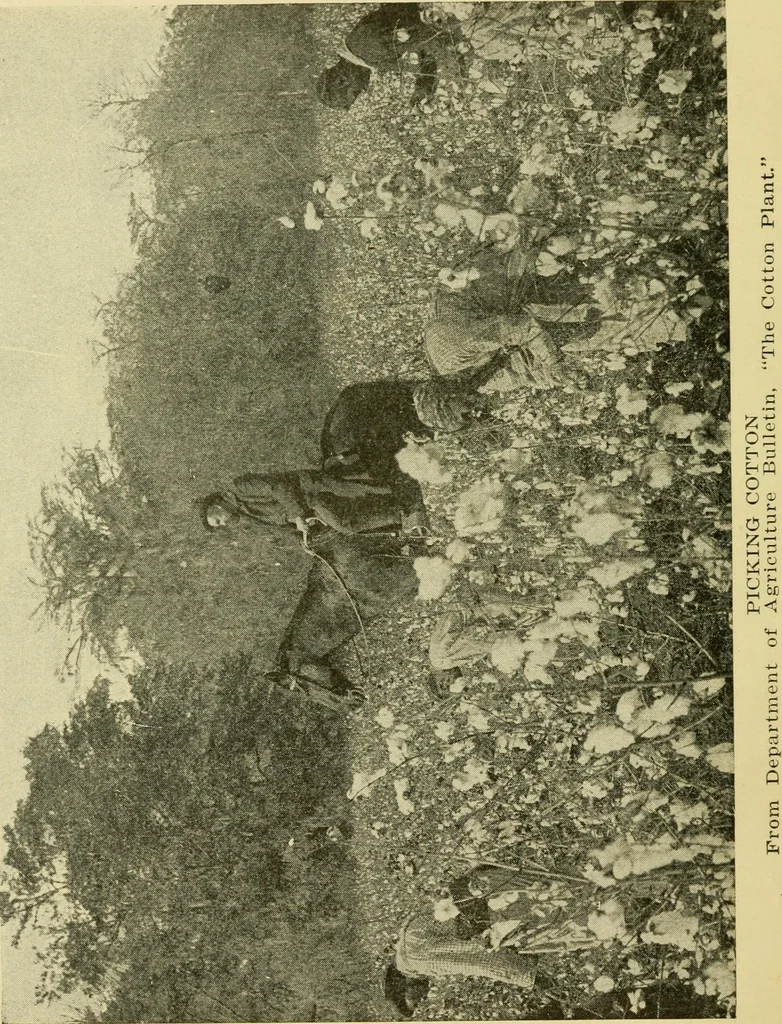 An illustration from Textiles and clothing, 1910, leaf 31