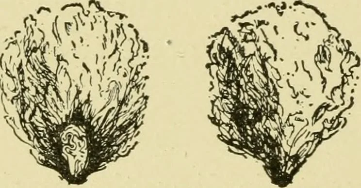 An illustration from Textiles and clothing, 1910, leaf 33