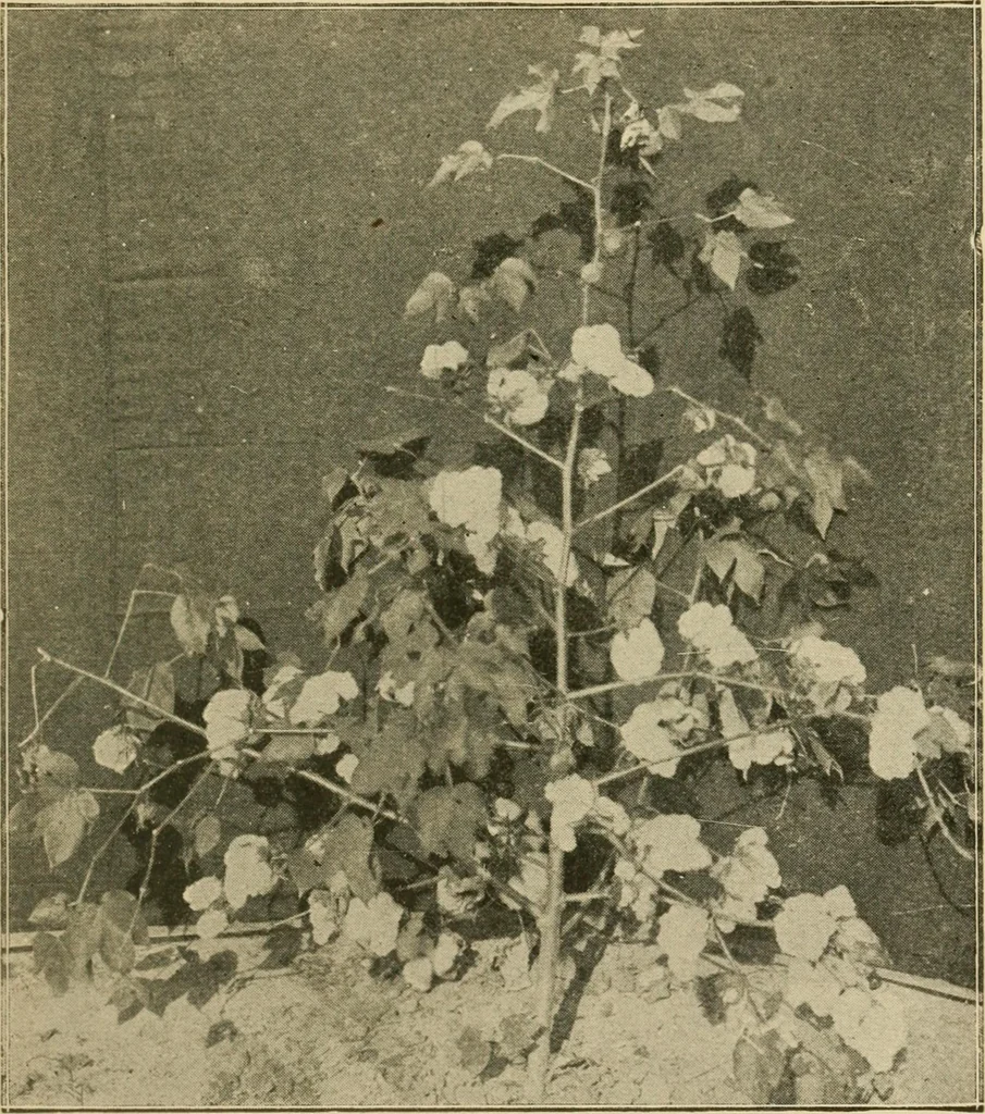 An illustration from Textiles and clothing, 1910, leaf 34