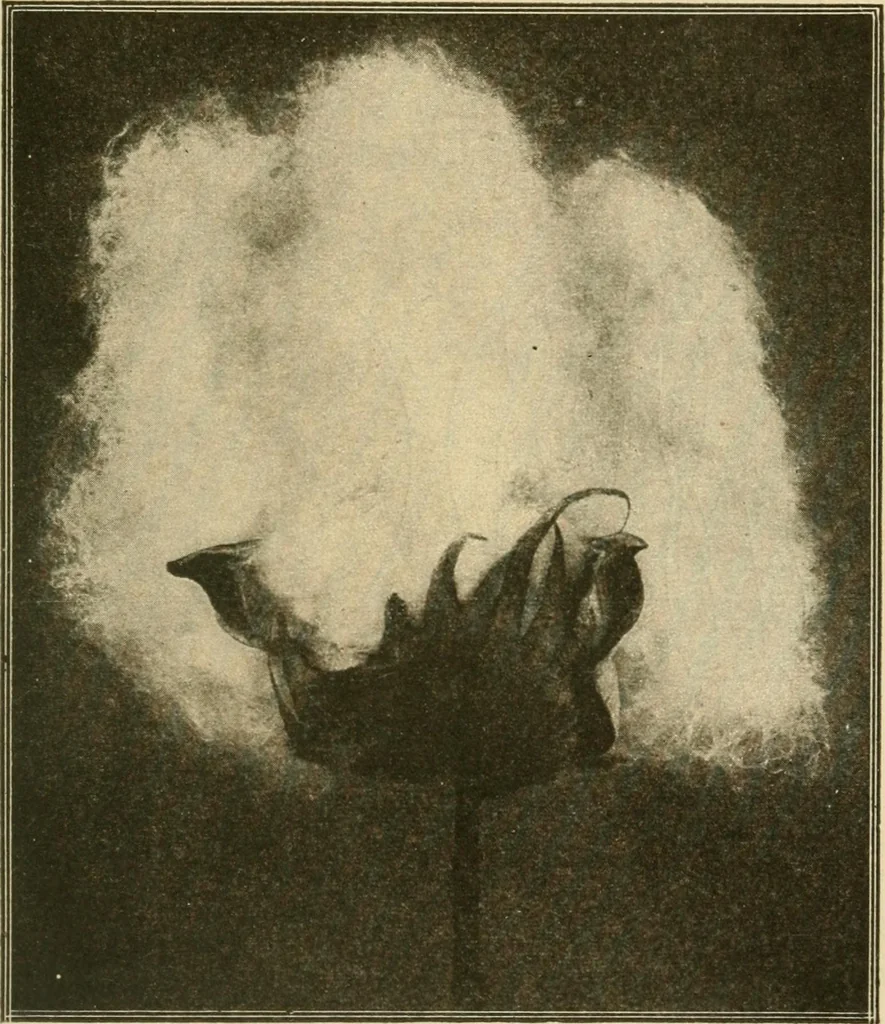 An illustration from Textiles and clothing, 1910, leaf 36