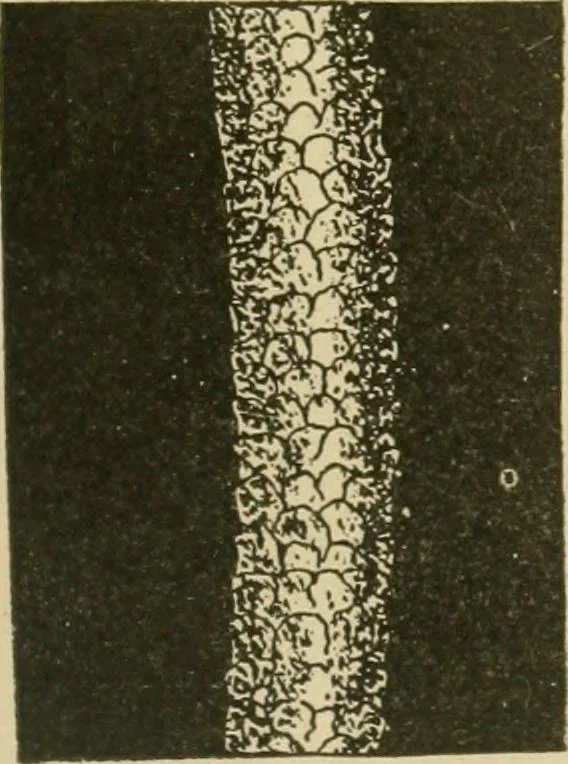 An illustration from Textiles and clothing, 1910, leaf 40