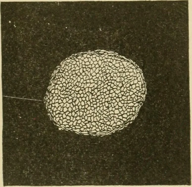 An illustration from Textiles and clothing, 1910, leaf 40
