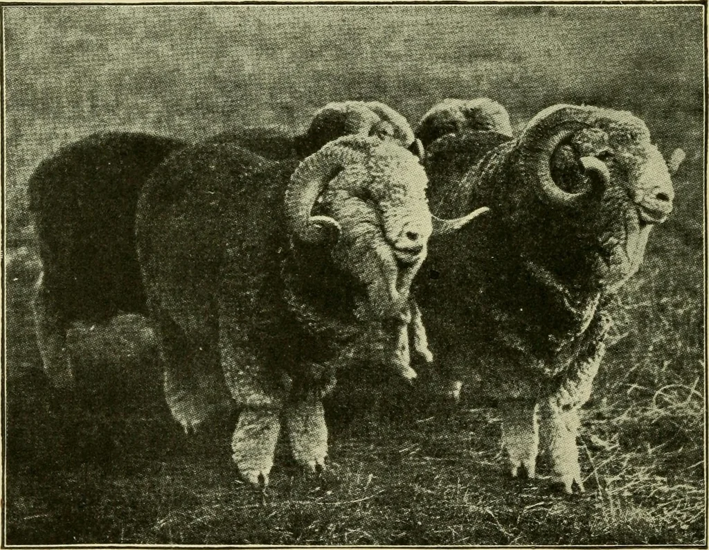 An illustration from Textiles and clothing, 1910, leaf 41