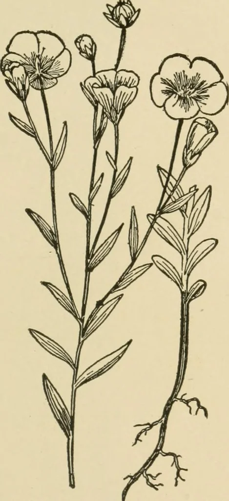An illustration from Textiles and clothing, 1910, leaf 46