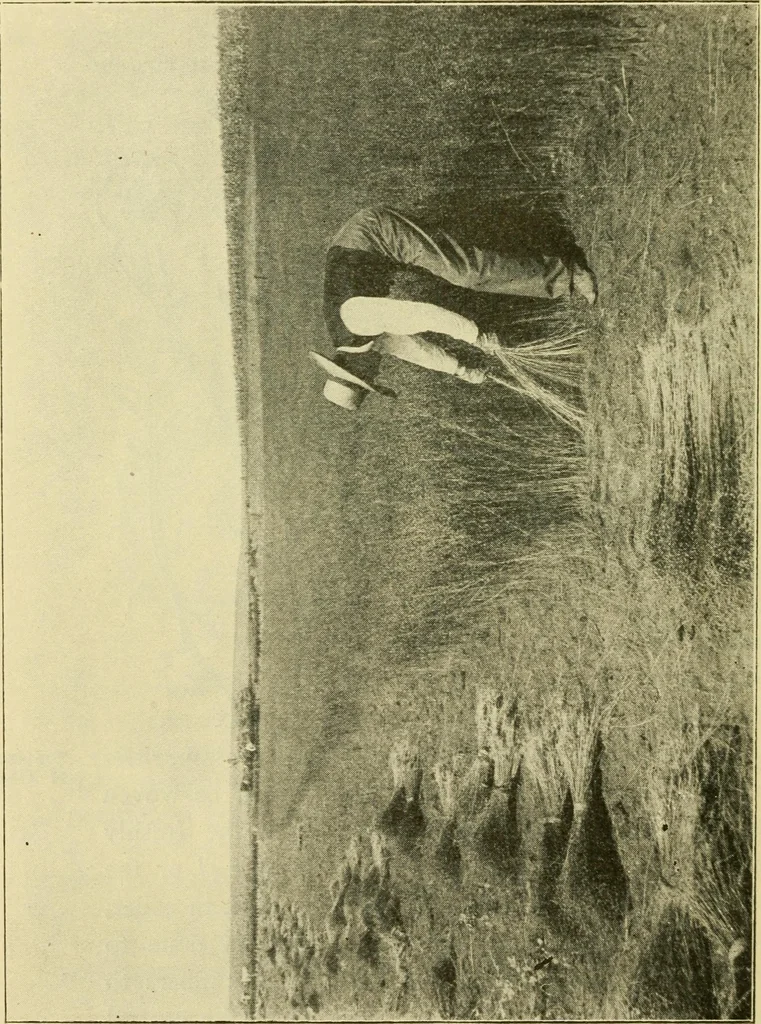 An illustration from Textiles and clothing, 1910, leaf 47