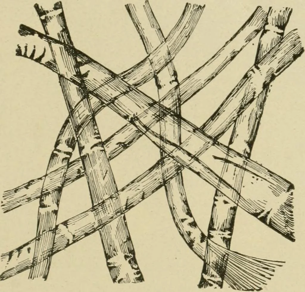 An illustration from Textiles and clothing, 1910, leaf 50