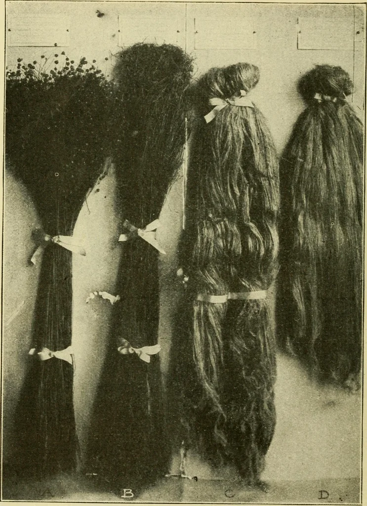 An illustration from Textiles and clothing, 1910, leaf 51