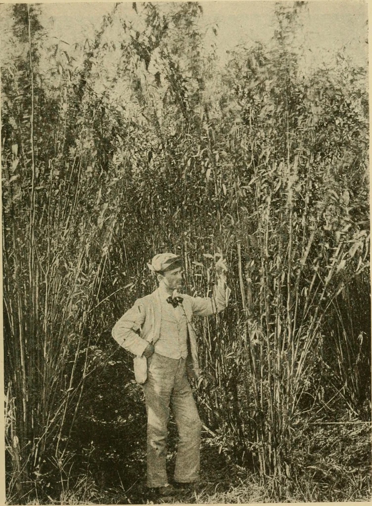 An illustration from Textiles and clothing, 1910, leaf 54