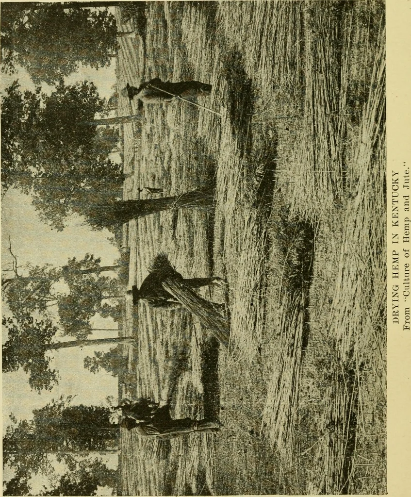An illustration from Textiles and clothing, 1910, leaf 55
