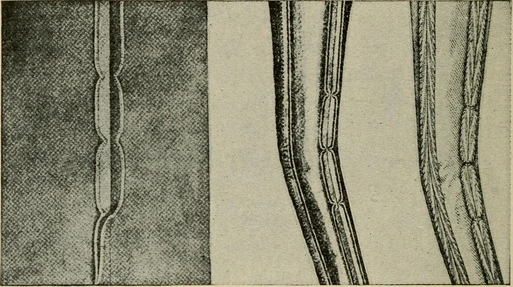 An illustration from Textiles and clothing, 1907, leaf 209
